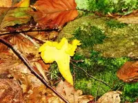 Chanterelle.webp
