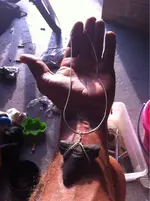 image-526444637.webp