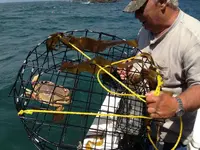 crab1.webp