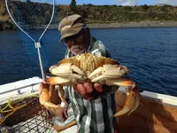 crab2.webp