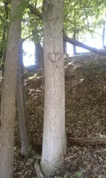 Heart.webp