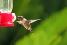 image-3246251003.webp