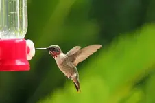 image-1448674110.webp