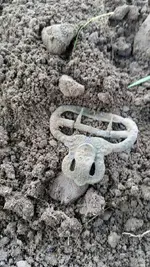 dirt buckle.webp dirt buckle.webp