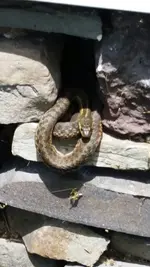 SNAKEWALL.webp SNAKEWALL.webp
