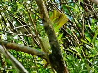 RSCN6047.webp