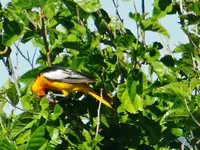 DSCN6125.webp