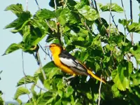 DSCN6129.webp