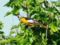 DSCN6130.webp