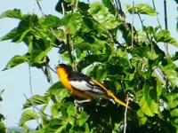 DSCN6131.webp
