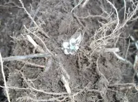100_2493.webp