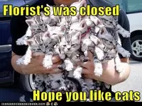 funny-cat-pictures-florists-was-closed-hope-you-like-cats.webp funny-cat-pictures-florists-was-closed-hope-you-like-cats.webp