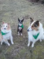 dogs.webp