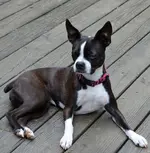 dog4.webp