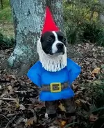 dog3.webp