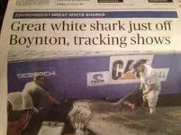 Great White.webp