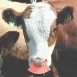 weaning tag.webp