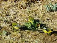 DSCN3878.webp