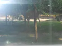 deer 002.webp