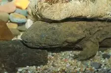 hellbender.webp