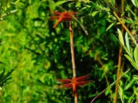 RSCN4857.webp