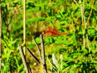 DSCN4112.webp