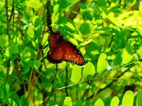 DSCN5044.webp