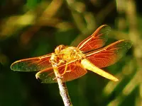 DSCN6562.webp
