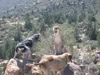 Lion.webp