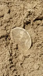 roosie dirt.webp roosie dirt.webp