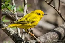 140511A-036_Yellow-Warbler_Copyright-2014_Eddie-Wren-1.webp