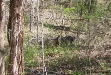 Treasure cave 093.webp