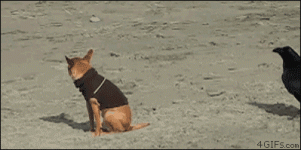 001-funny-animal.gif