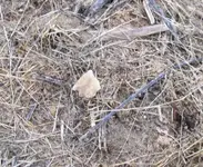 #119 in situ yet again resized.webp #119 in situ yet again resized.webp