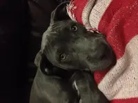 Puppy.webp Puppy.webp