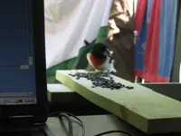 Grosbeak#1.webp