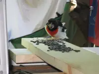 Grosbeak#2.webp