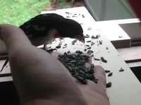 Grosbeak#4.webp