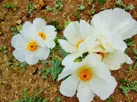 FSCN3225.webp