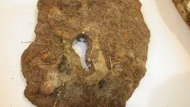 IMGP1602.webp