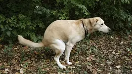 dogshit (640x360).webp