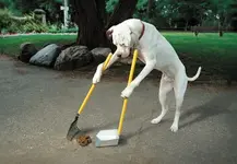 good_20dog (535x371).webp