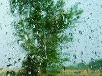 RSCN7828.webp