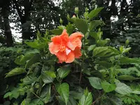 001.webp