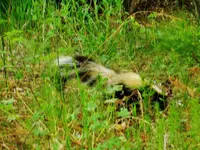 DSCN4660.webp