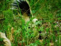 DSCN4653.webp