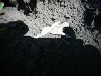 DSCN2503.webp