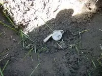 DSCN2501.webp