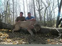 Big Lion.webp