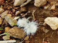 RSCN8966.webp